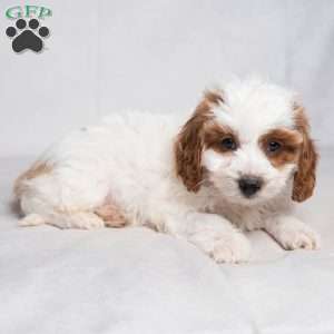 Franklyn, Cavapoo Puppy